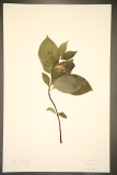 Cornus alba 'Sibirica' RCPGdnHerbarium (156).JPG
